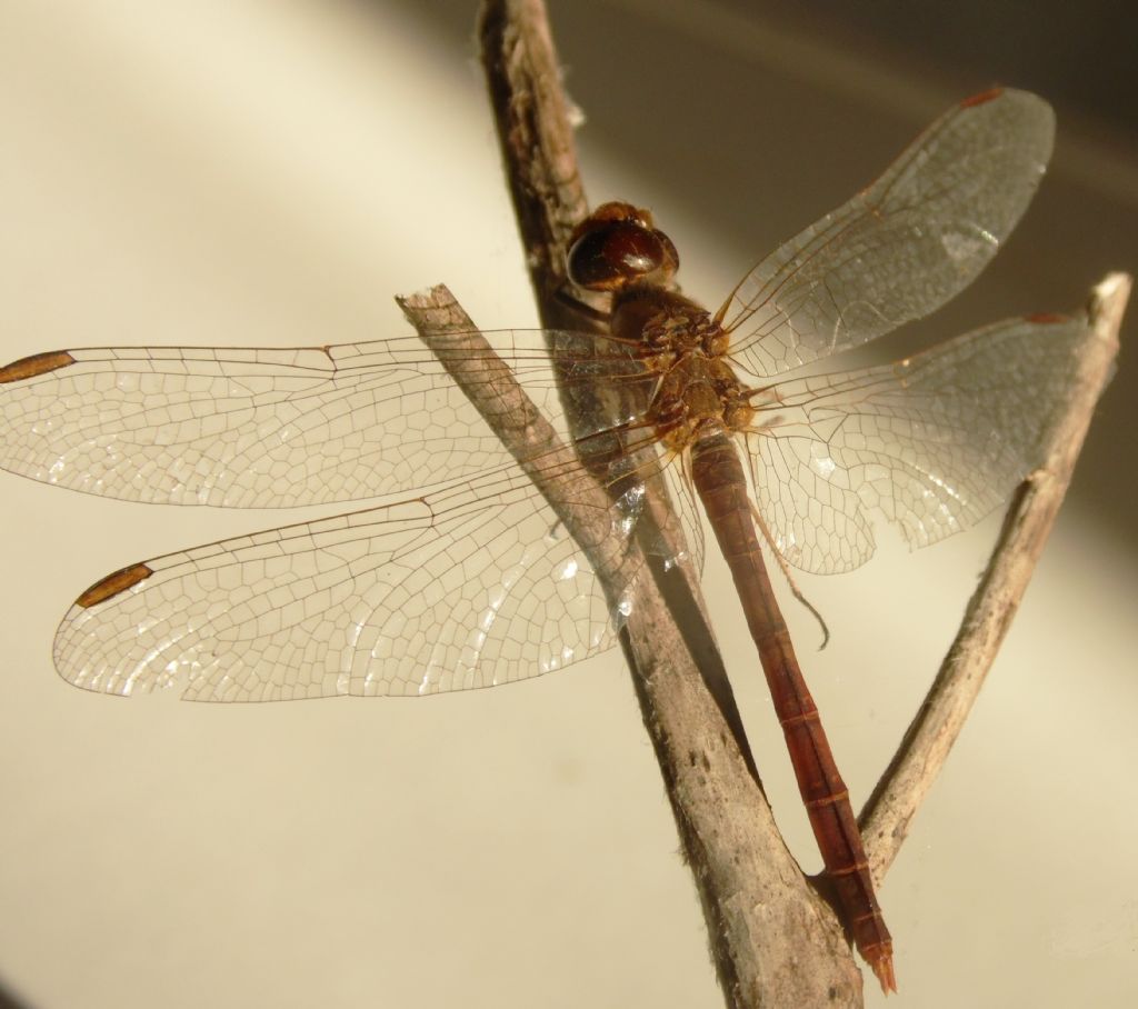 Sympetrum striolatum e cfr. S. meridionale